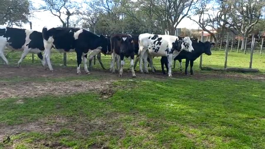 Lote Novillos