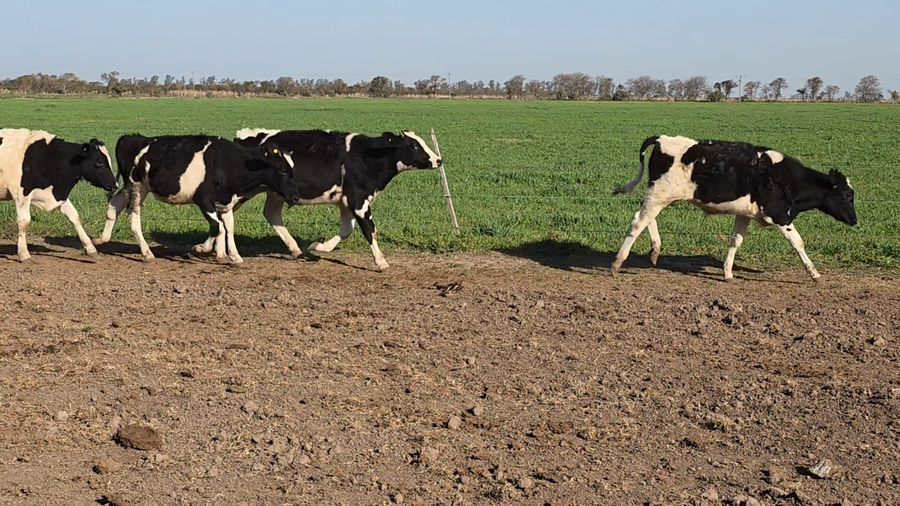 Lote 35 Novillitos Holando Argentino en Seeber, Córdoba