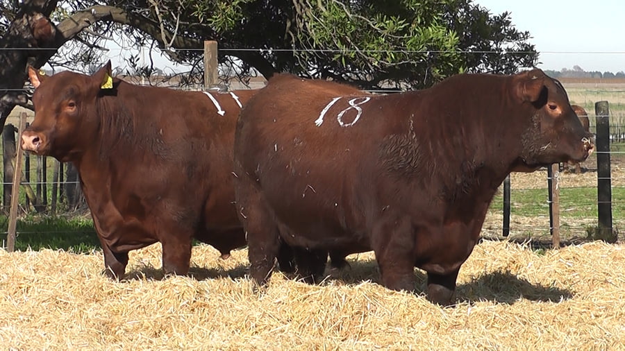 Lote Toros PC Colorado
