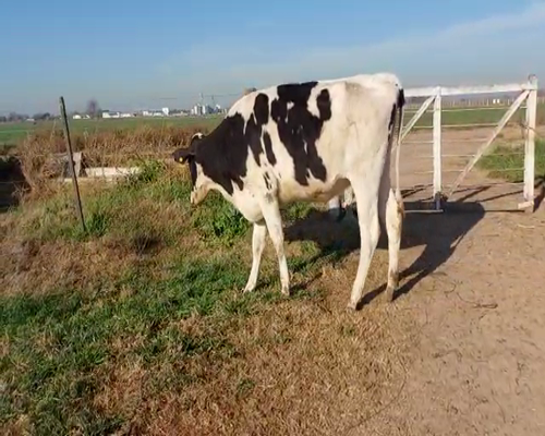 Lote VAQUILLONAS PREÑADAS