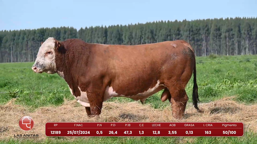 Lote Lote 21