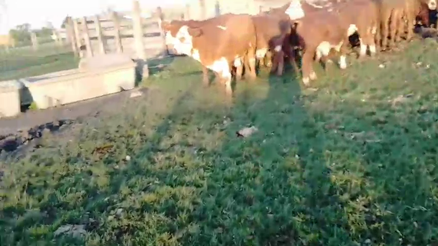 Lote 28 Terneros