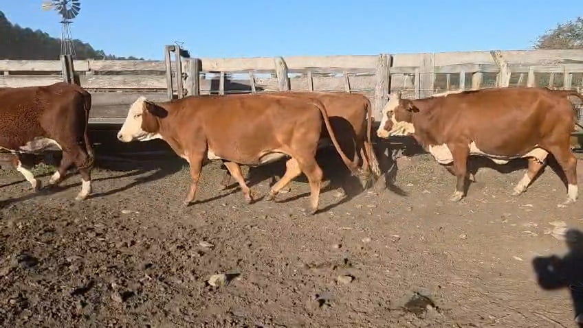 Lote 36 Vacas de invernar
