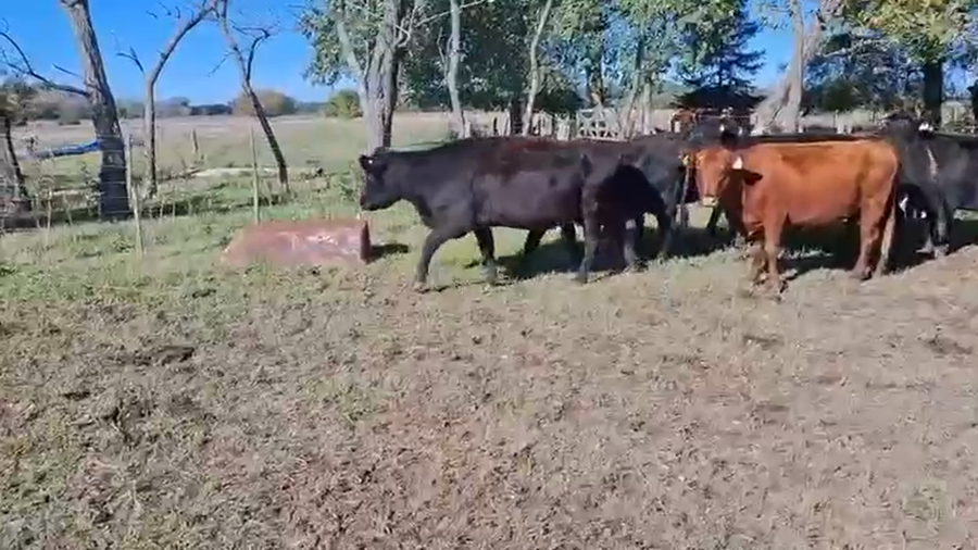 Lote 10 Vacas CUT preñadas