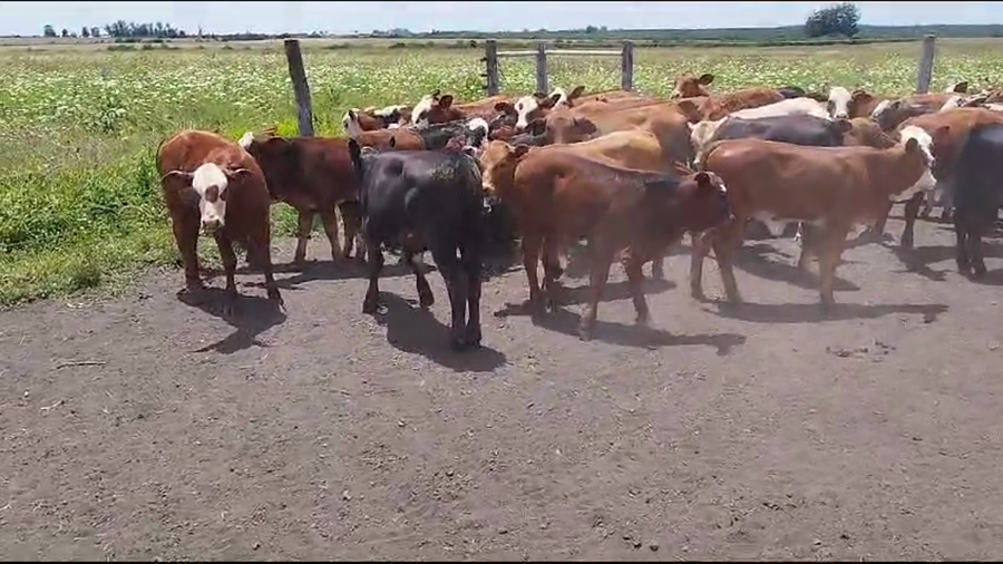 Lote 210 Terneros/as en Ubajay, Entre Ríos