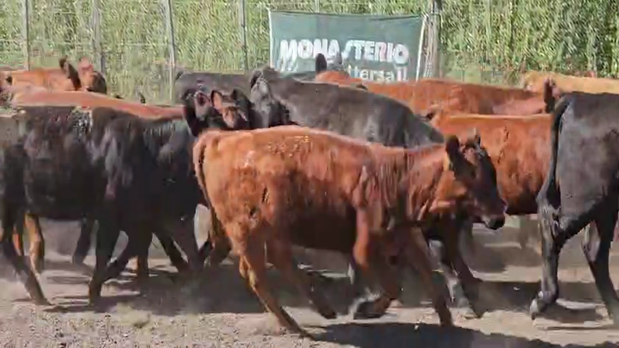 Lote 90 Terneros/as en Buenos Aires, Bolívar