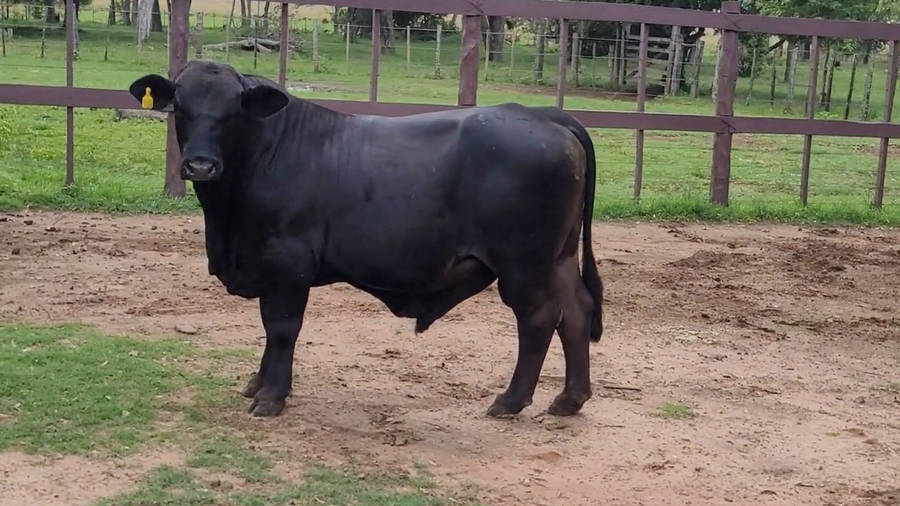 Lote Toros T. Brangus Negro a remate en Remate de Reproductores, Asunción