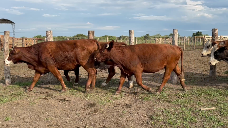 Lote 70 Vacas de invernar en Corrientes, Sauce