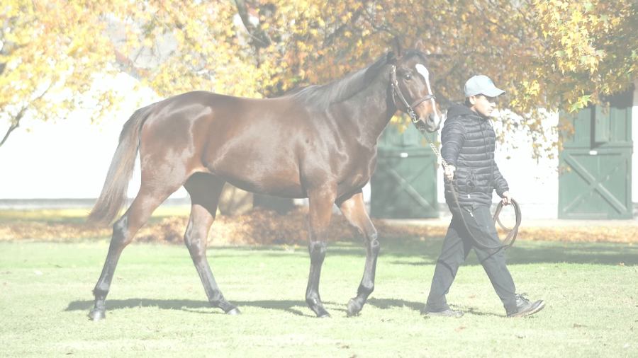 Lote WILD MARE (MADE YOU LOOK -  WILD KEY)