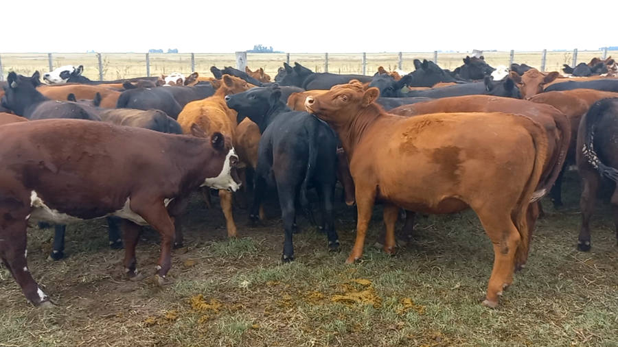 Lote 110 Terneros/as en Buenos Aires, Pehuajó