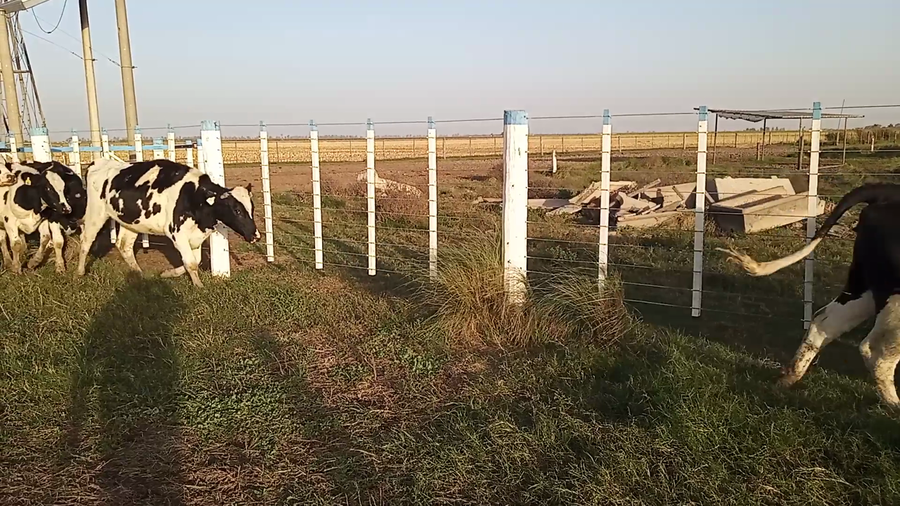 Lote 70 Vaquillonas Holando Argentino en Porteña, Córdoba