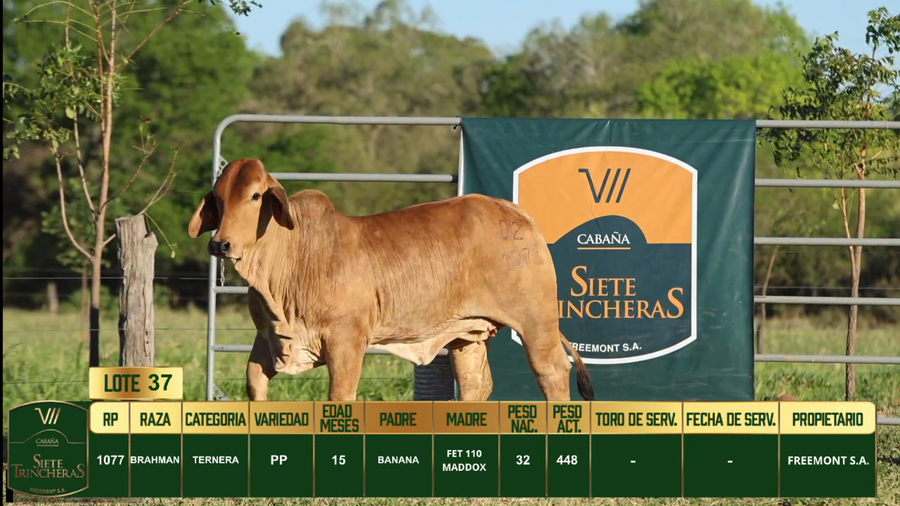 Lote LOTE 37