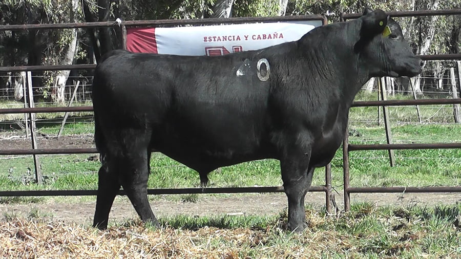 Lote ANGUS PURO CONTROLADO