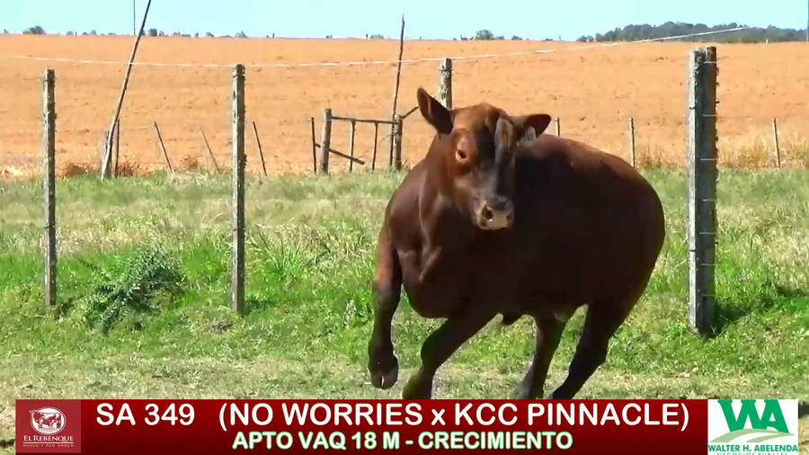 Lote Toros a remate en ANGUS EL REBENQUE, Florida