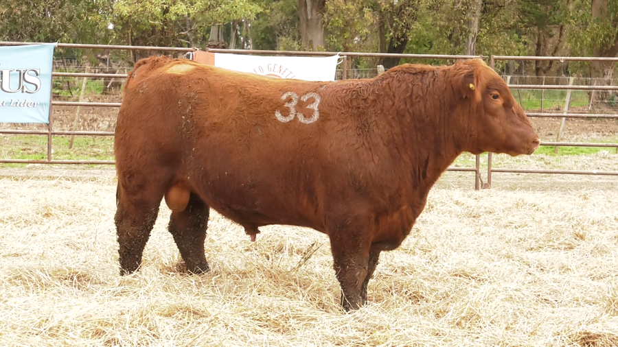 Lote TOROS ANGUS COLORADOS  PC