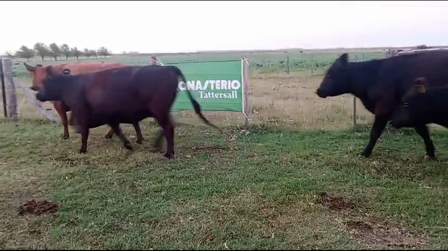 Lote 21 Vacas medio uso C/ gtia de preñez en Buenos Aires, Gral. Alvear