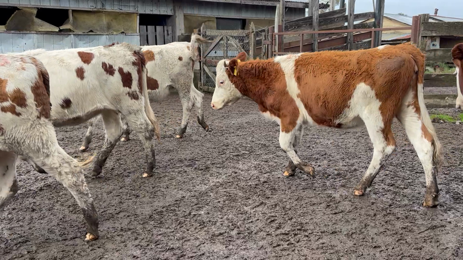 Lote 20 Vaquilla Engorda en Osorno, X Región Los Lagos