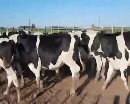 Lote 60 novillitos Holando Argentino
