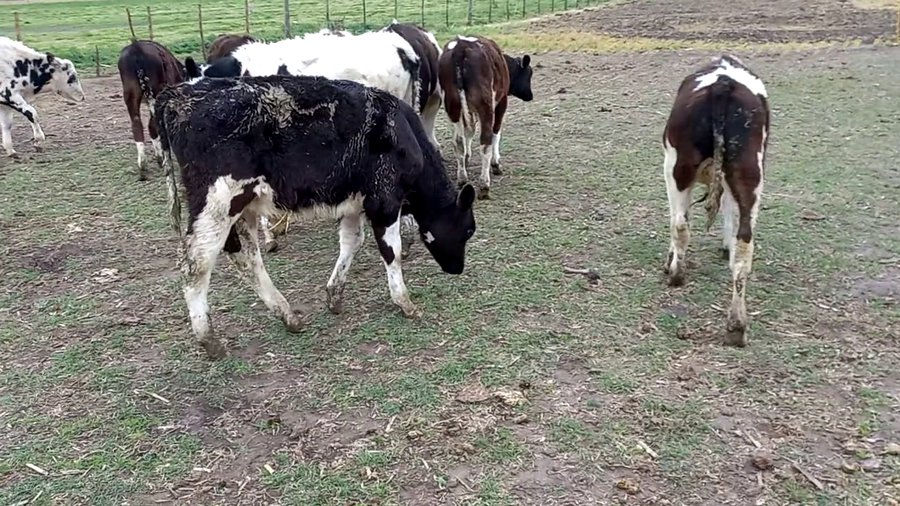 Lote 8 Terneros en Pehuajó, Buenos Aires