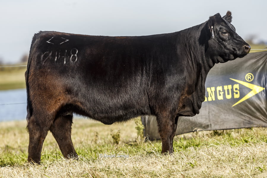 Lote Vaquillonas y Terneras - Surangus