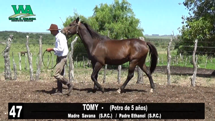 Lote TOMY