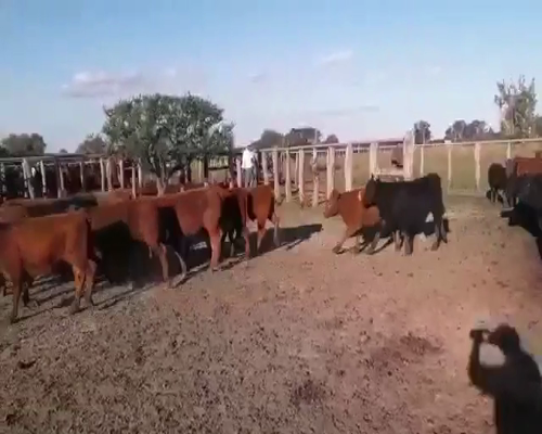 Lote 110 Terneros/as en Federal, Entre Ríos