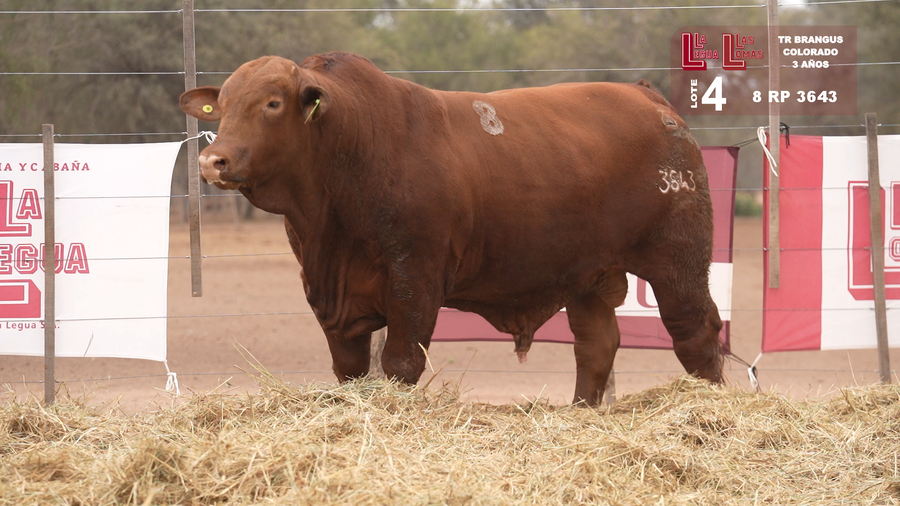 Lote BRANGUS COLORADO 3 AÑOS