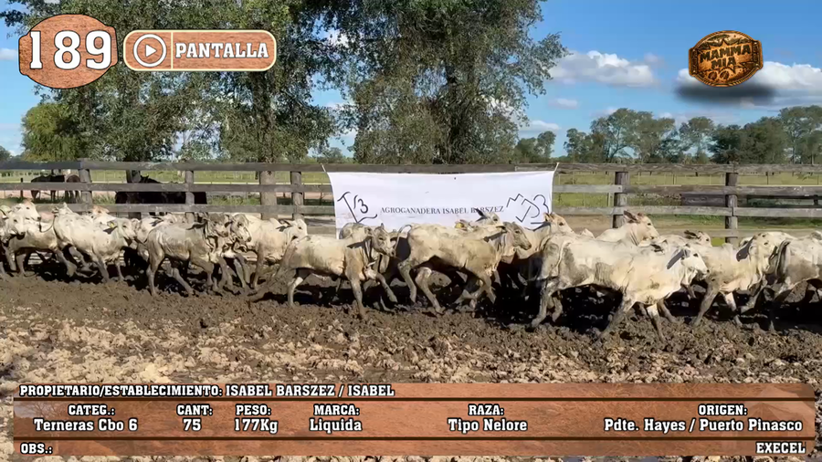 Lote LOTE 189 - PANTALLA