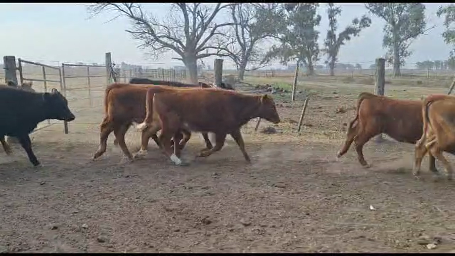 Lote 30 Terneros/as Cruza en Vera y Pintado, Santa Fe