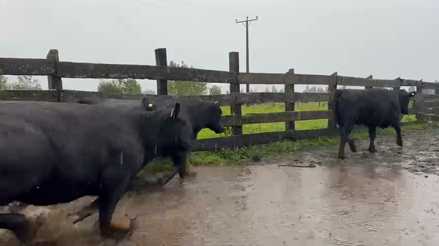 Lote 45 Vaquilla Engorda