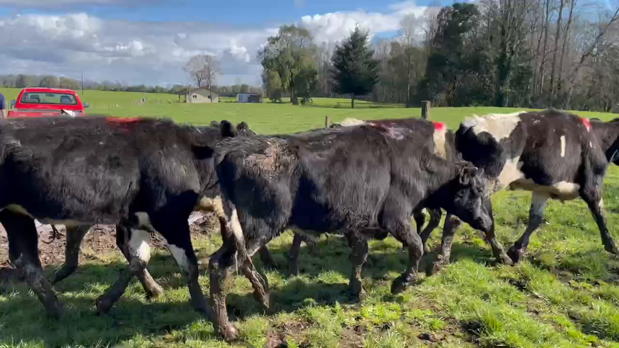 Lote 116 Novillo Engorda en Purranque, X Región Los Lagos