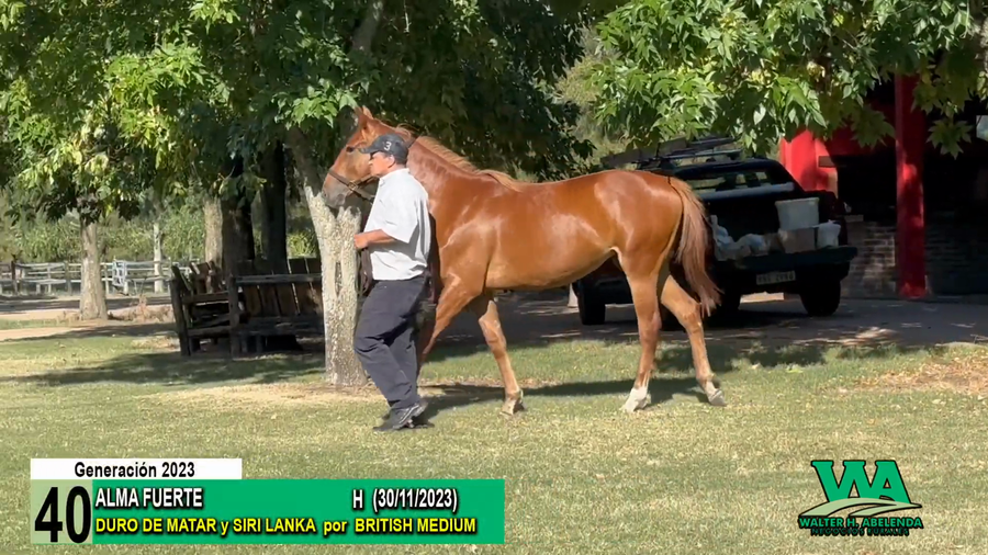 Lote ALMA FUERTE