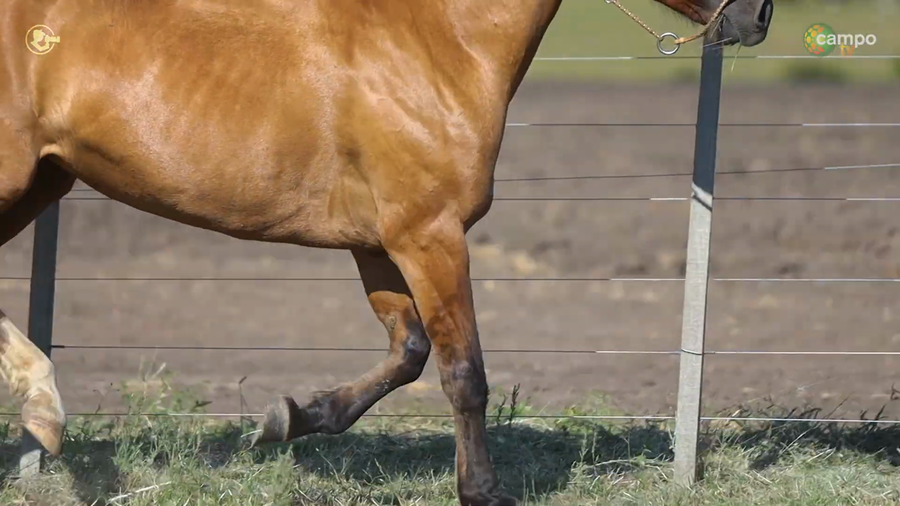 Lote LA ROSADA NAVANI