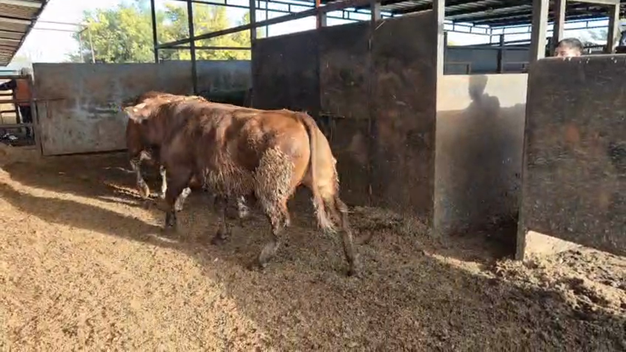 Lote 20 Novillo Gordo en Linares, VII  Región Maule