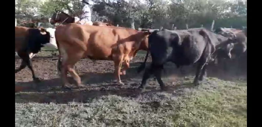 Lote 40 Novillos en Villaguay, Entre Ríos