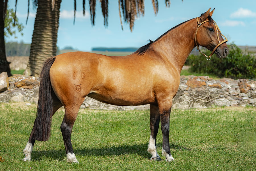 Lote Sombra Anacahuta