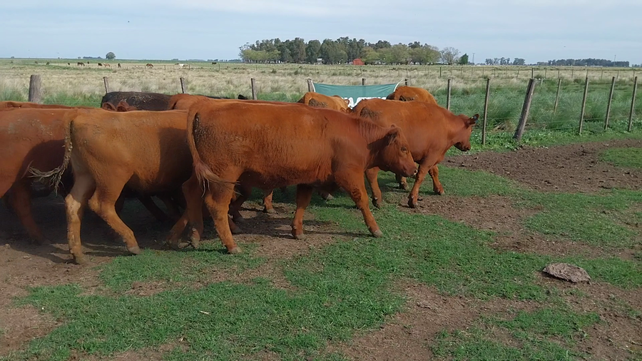 Lote 45 Novillitos en Huanguelen