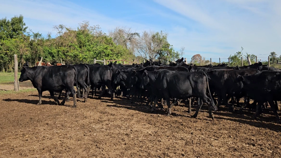 Lote 45 Vacas CUT preñadas en Corrientes, Goya