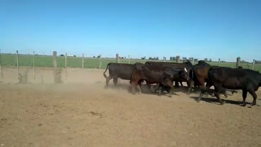 Lote 41 Vaquillonas preñadas en San Fabián, Santa Fe