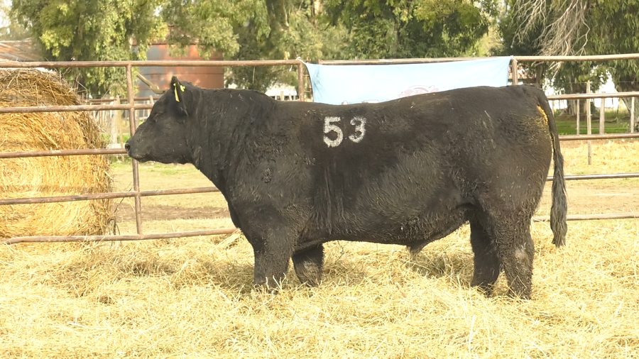Lote TOROS ANGUS NEGROS  PC