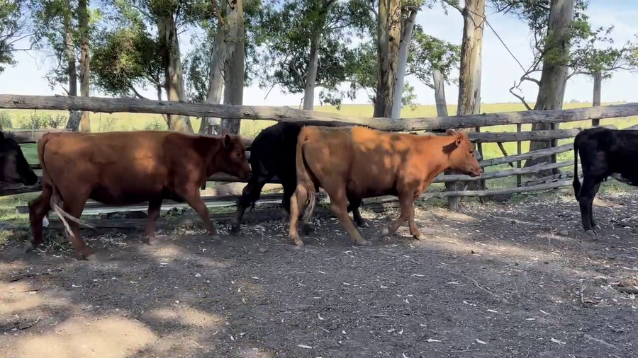 Lote VACAS Y VAQUILLONAS