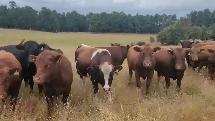 Imagen 1 del Lote Lote 50 Novillo Engorda en Fresia, X Región Los Lagos