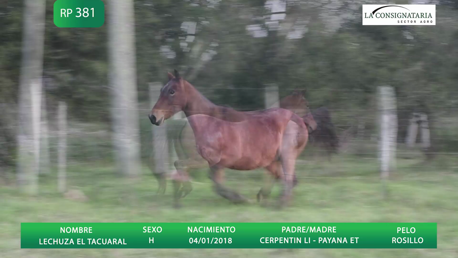 Lote LECHUZA EL TACUARAL