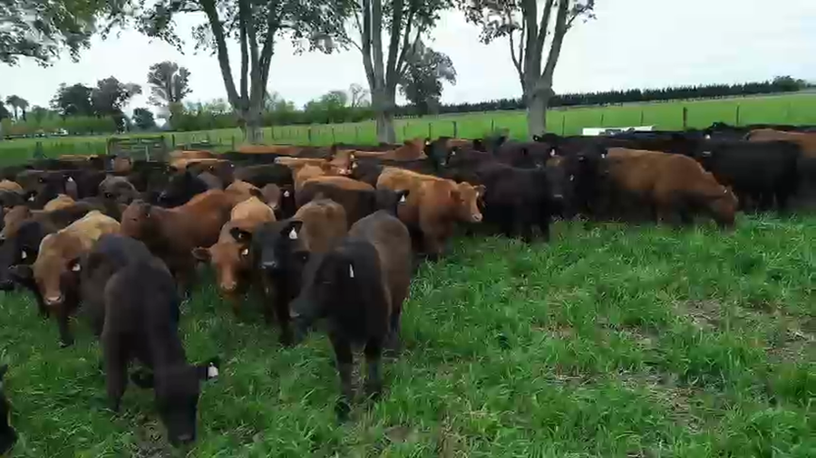 Lote 90 Novillitos