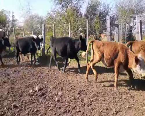 Lote 50 Terneros y Terneras en Artigas