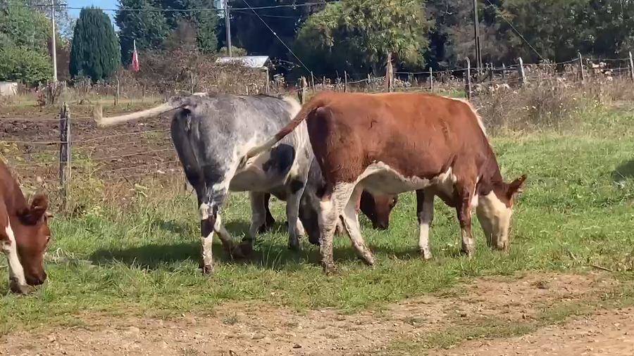 Lote 44 Vaquilla Engorda en Frutillar, X Región Los Lagos