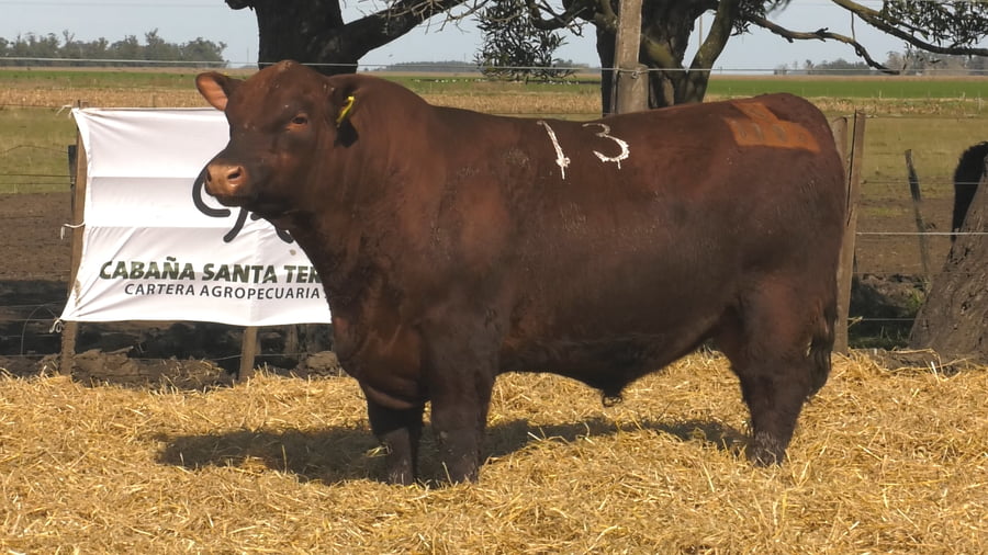 Lote Toros PC Colorado