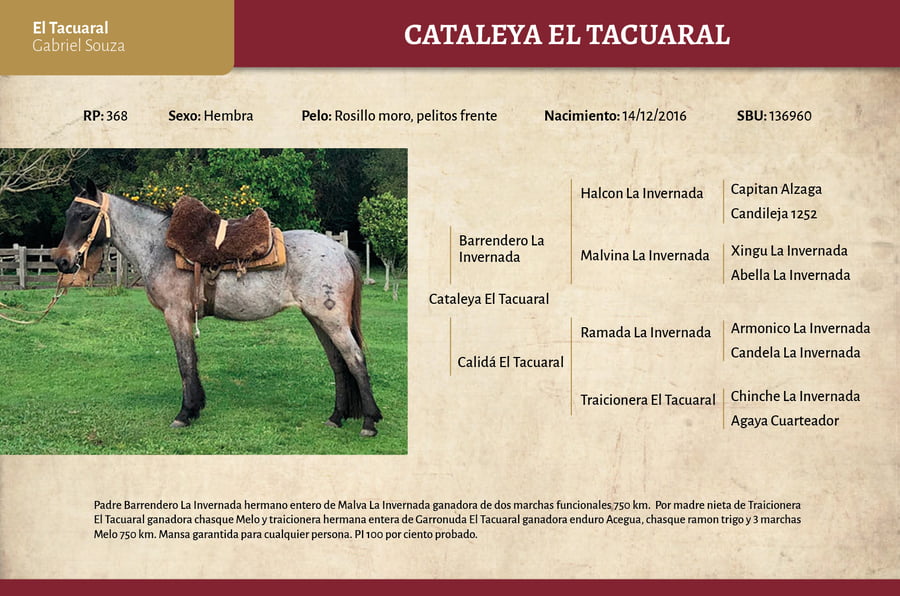 Lote Cataleya El Tacuaral (RP 368) - Cabaña El Tacuaral