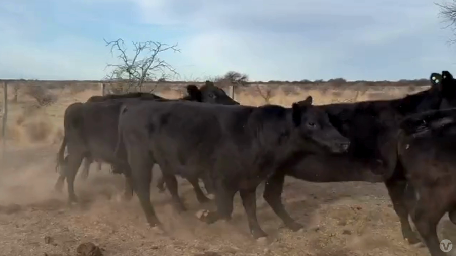 Lote 85 VACAS P/INVERNAR