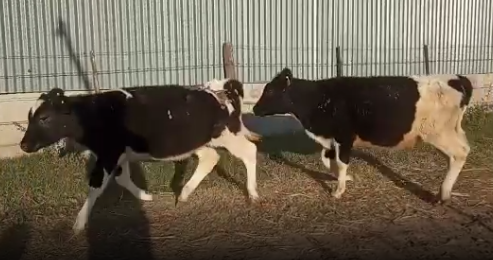 Lote 4 Terneras en San Jeronimo Norte, Santa Fe